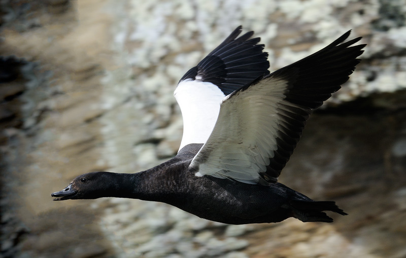 Male Paradise duck in flight with wings up