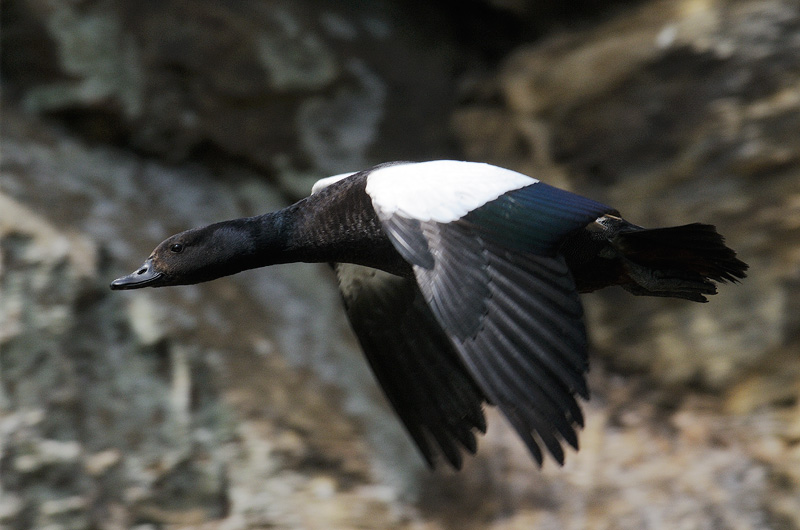 New Zealand Paradise duck in flight