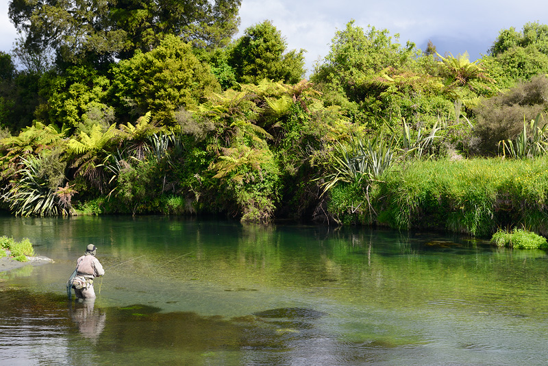 David casting dry flies to hungry trout 