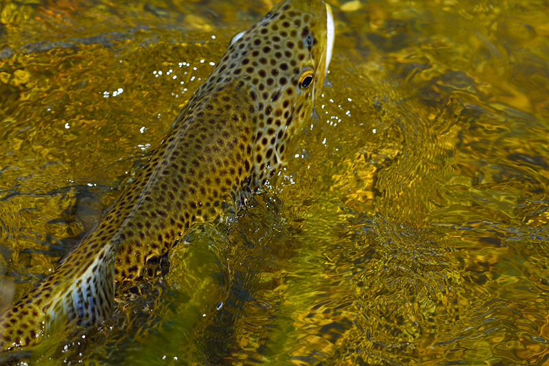 Gorgeous New Zealand brown trout with color and spots provide underwater camouflage 