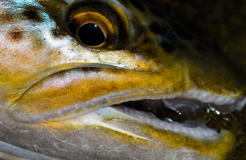 close up photo of a beautiful New Zealand brown trout face using a Nikon D800 camera and Nikon 200mm macro lens