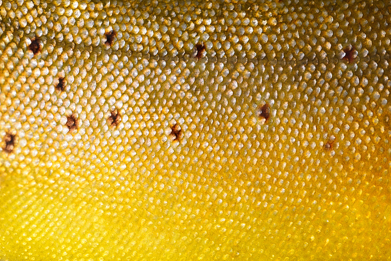 Close up macro photo of beautiful glowing brown trout scales 