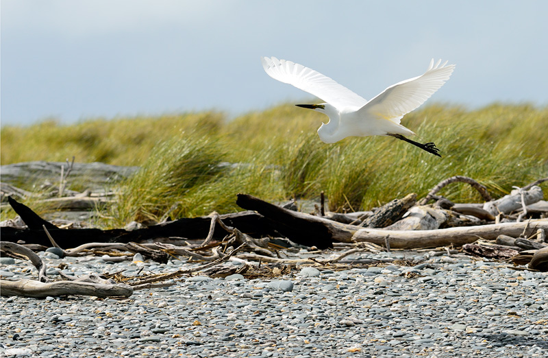 New Zealand White Heron flying above sand binding pingao plants 