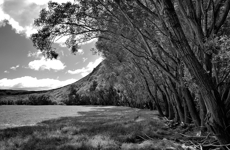 Mataura River willow trees