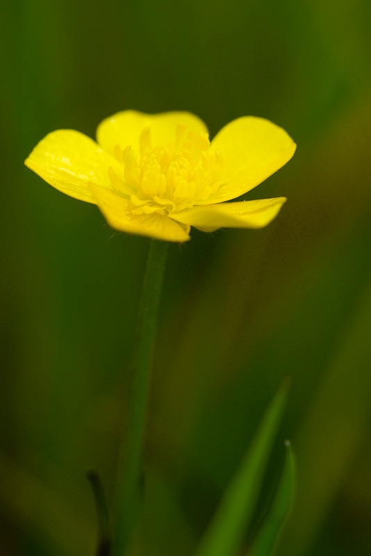 Small yellow wildflower close up macro photograph 