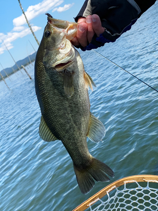 Largemouth Bass