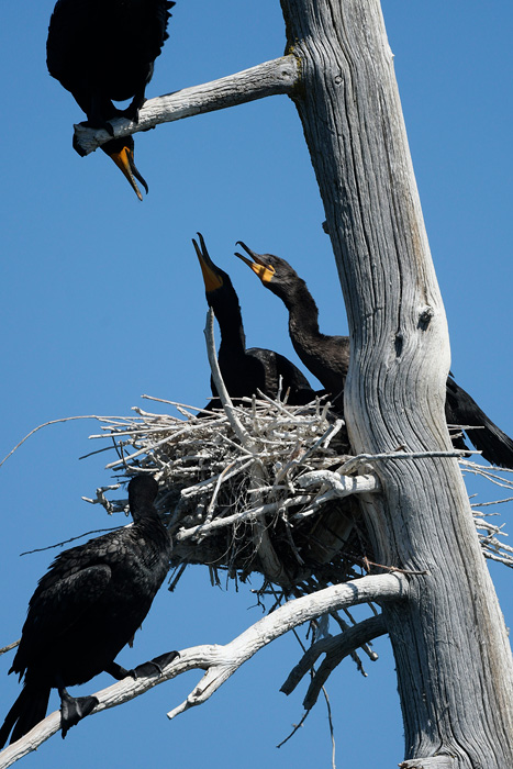 cormorants being fed in the nest