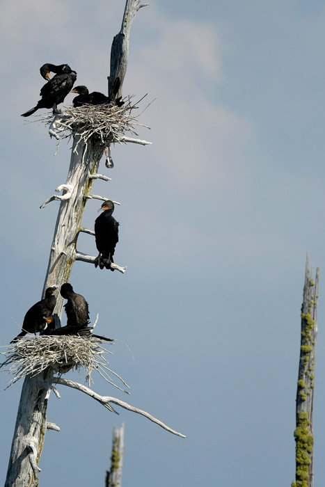 Cormorants nesting in trees