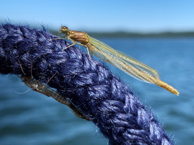 Damselfly Nymph