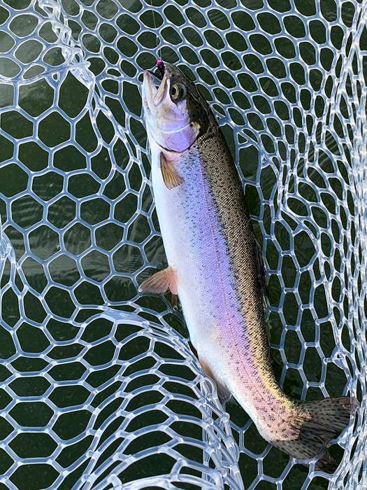 nice Bow