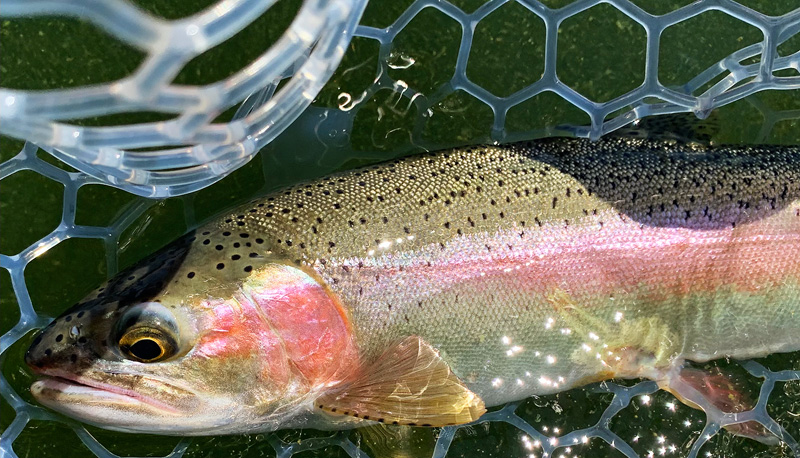 close up shot of a gorgeous rainbow trout