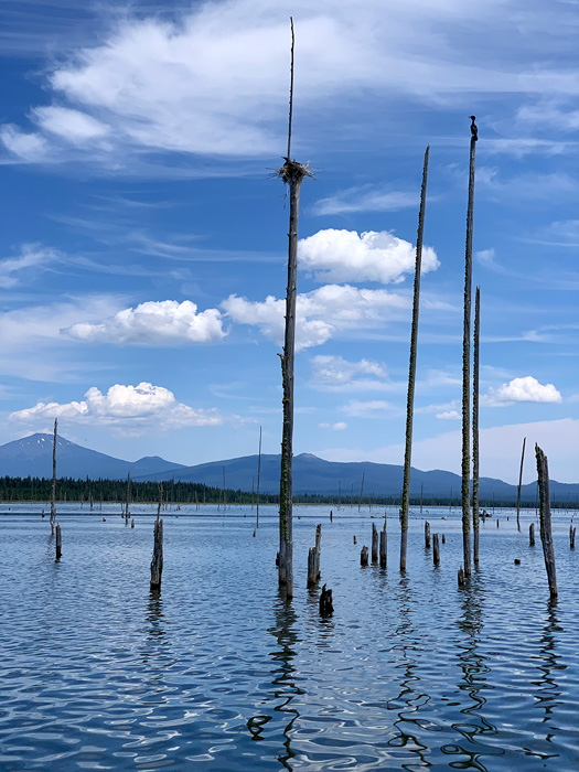 many trees submerged in the lake