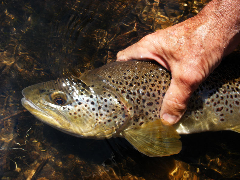 Jeff caught and released a gorgeous brown trout on the E. Walker river