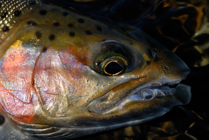 Close up shot of a rainbow trout face