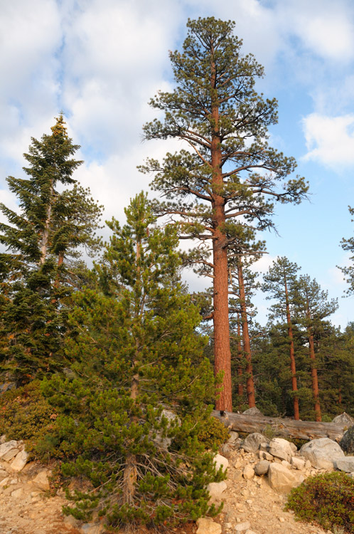 Giant Sequoia tree