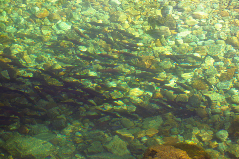 A school of Kokanee salmon and brown trout