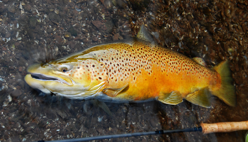 This is what the trip was all about, catching and releasing beautiful brown trout