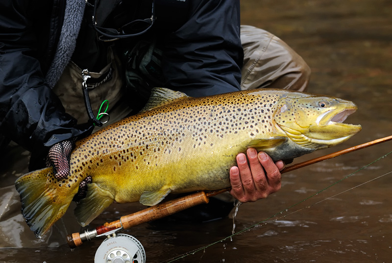 A huge female brown trout