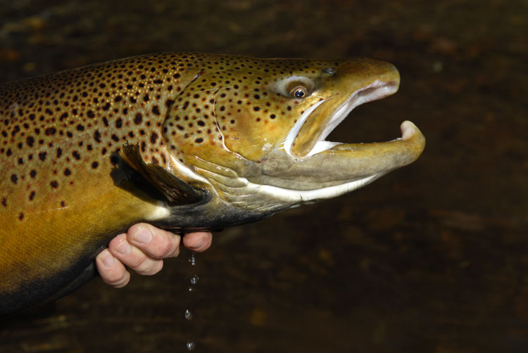 a gorgeous brown trout with leopard spots