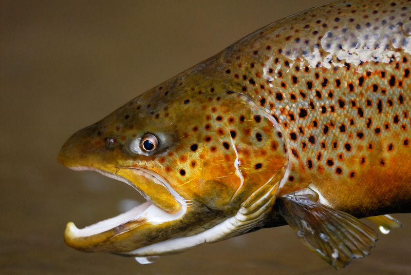 close up photo of a big male brown trout face
