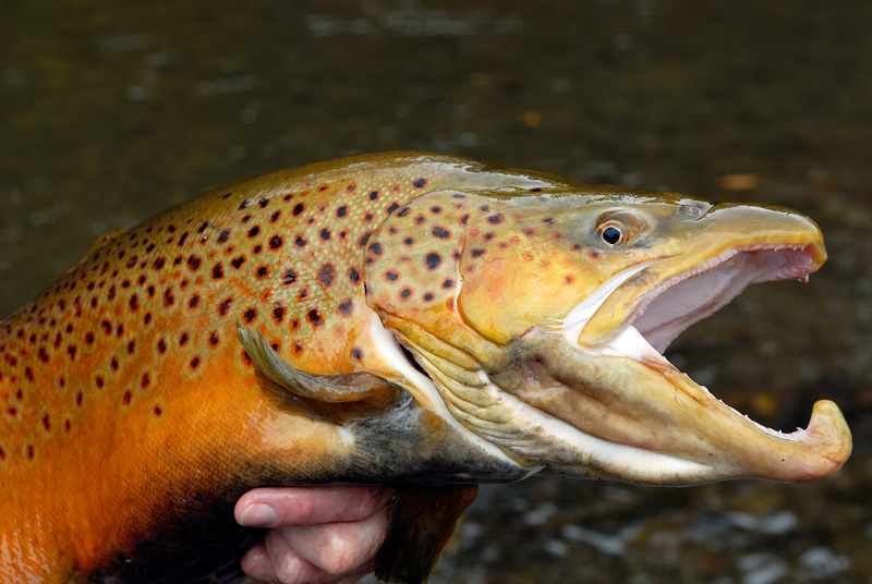 close up photo of a monster brown trout with a big kype