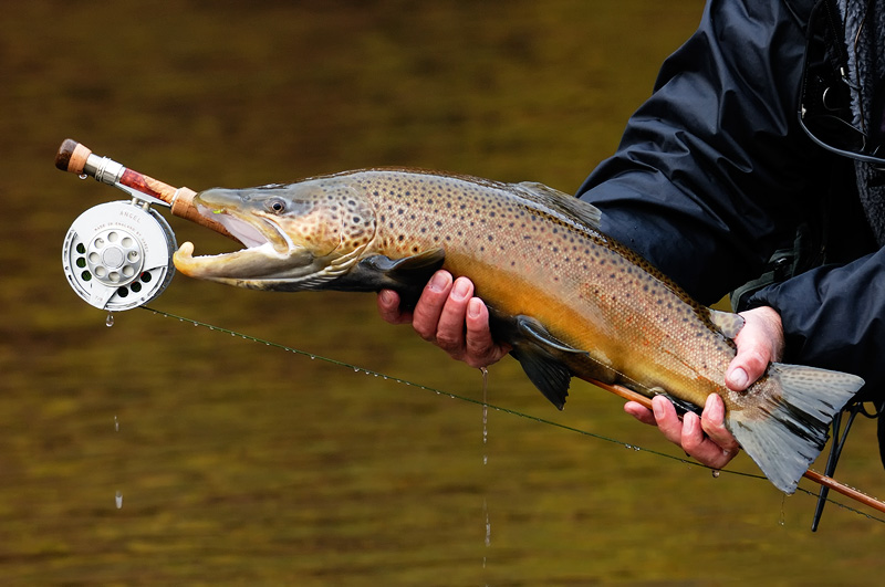 nice brown trout with a Cracker fly in its mouth