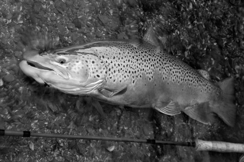 Black & White photo of a gorgeous brown trout