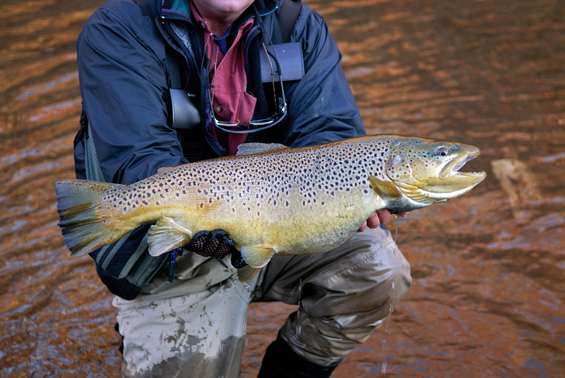 A huge female brown trout