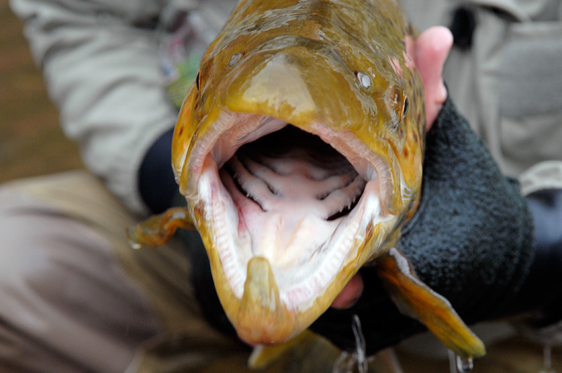 looking inside a brown trout mouth