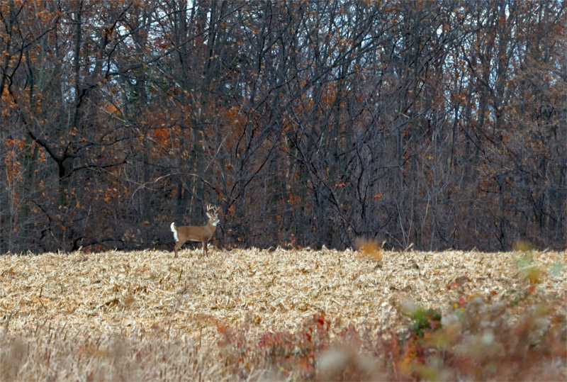 A 10 point buck deer posing at the back of a corn field, made me wish I had brough a larger collection of lenses to choose from.