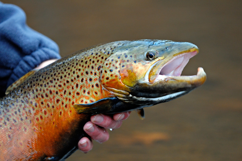 super colorful male brown trout