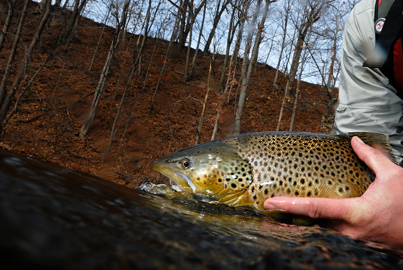 unusual photograph of a brown trout being released