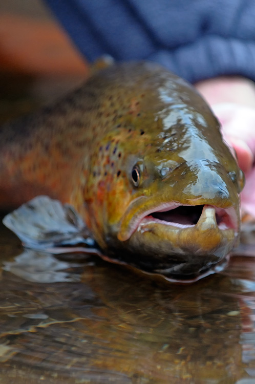 brown trout portrait