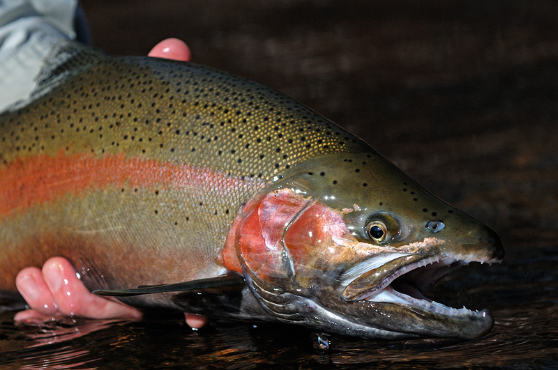 beautiful steelhead rainbow trout
