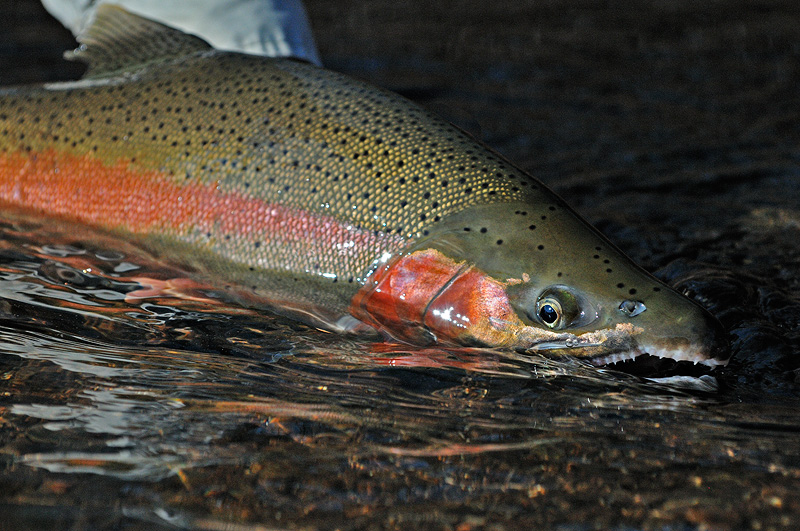 colorful steelhead with sharp teeth