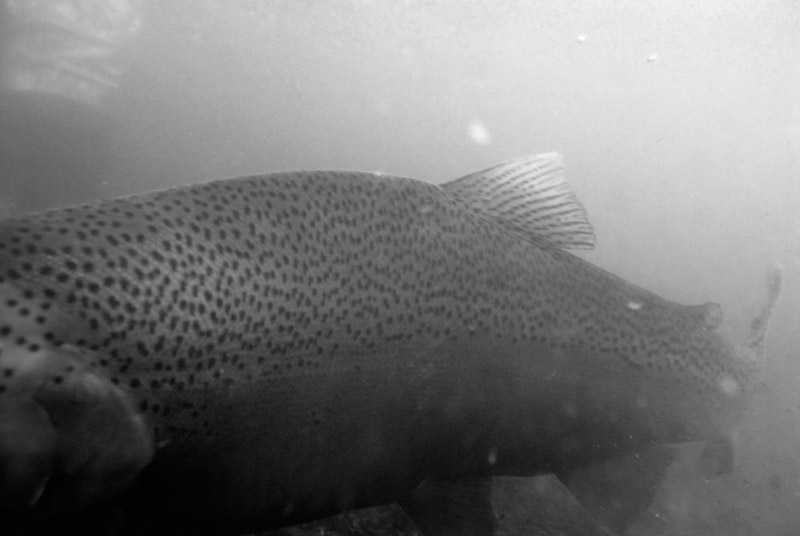 under water black and white photo of a rainbow trout being released