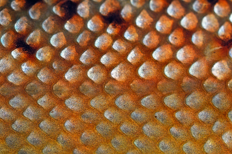 macro photo of brown trout scales