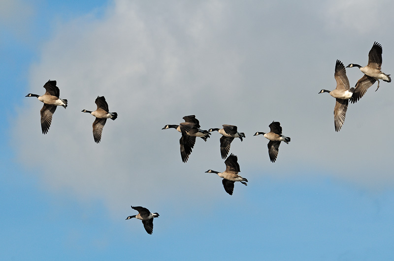 Canada Geese in flight, coming in for a landing