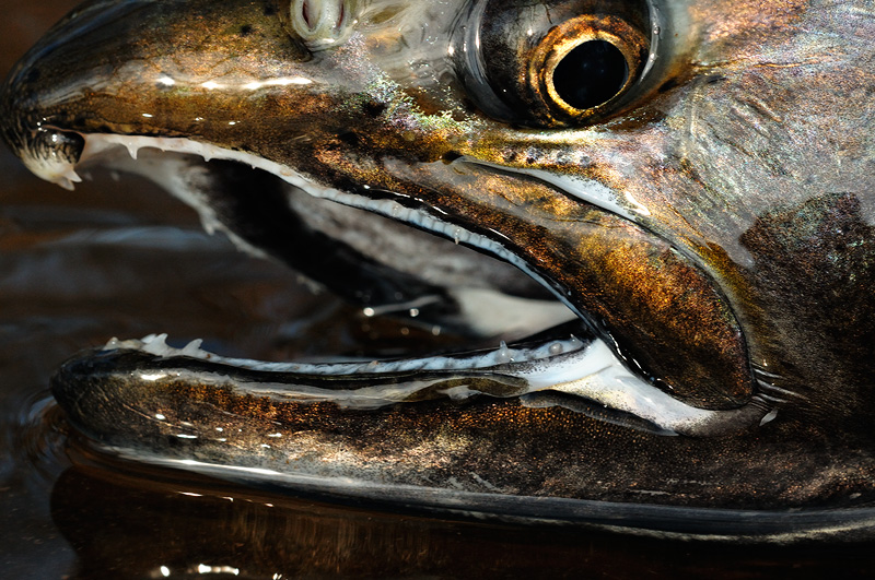 macro Coho Salmon face close up