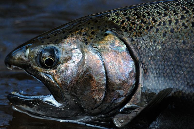 Close up view of a Coho Salmon