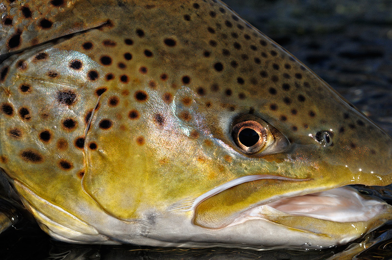 close up shot of a female brown trout face
