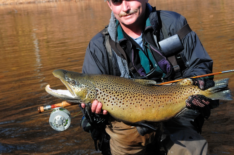 Huge beautiful brown trout
