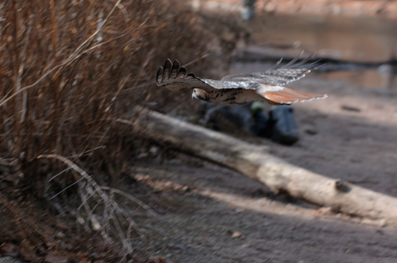 Hawk zeroing in on a mouse scurrying around in the riverside vegetation, my waterproof camera bags are in the background