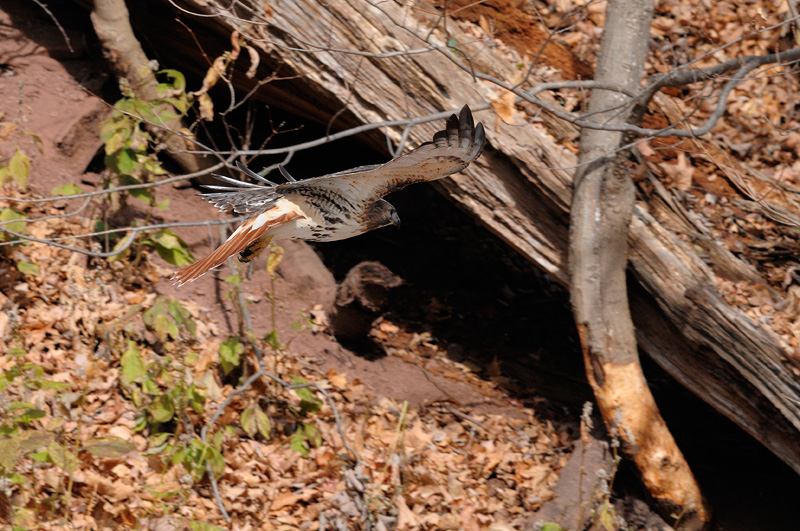 Zeroing in on its target 