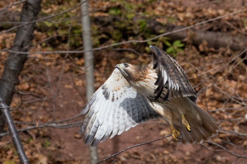 Hawk flying skywards