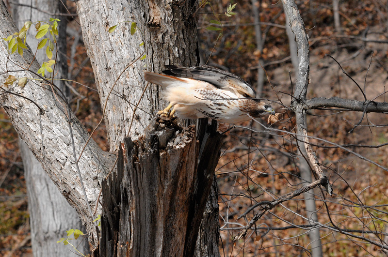 I don't know if the hawk swallowed the mouse whole, or left in up on the perch, because it immediately dove to the ground chasing something else 