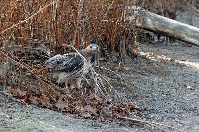  Hawk emerging from the dried vegetation catching prey 