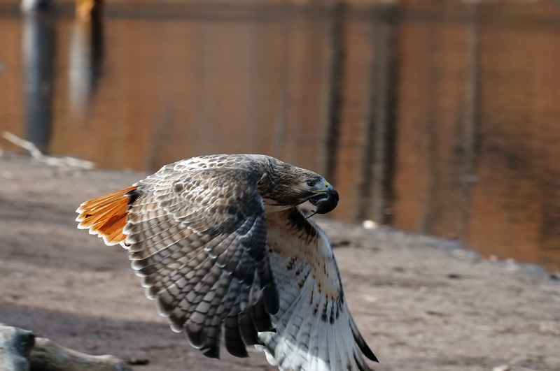 What a thrill, having this powerful hawk at such close range, about to fly past me again