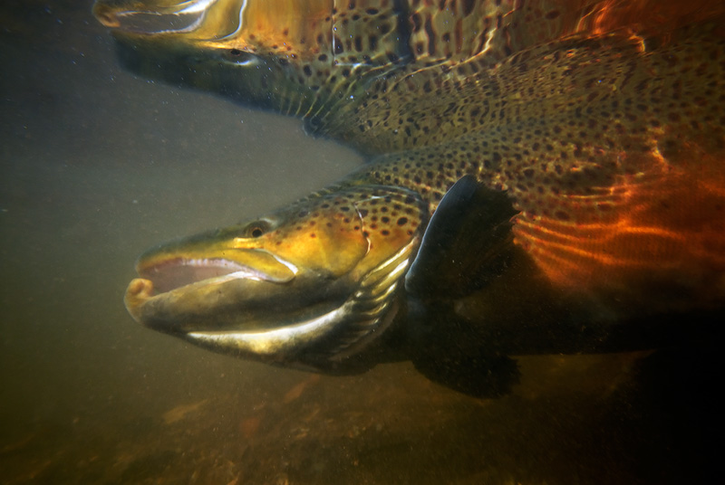 large male brown trout reflection under the waters surface