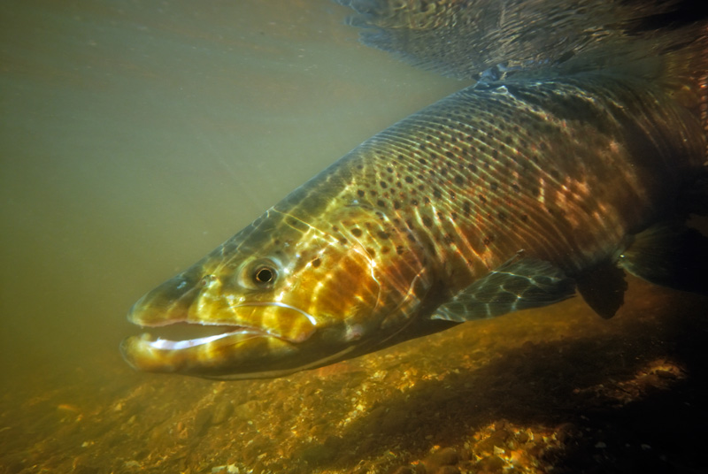 under water fly fishing photography, brown trout release